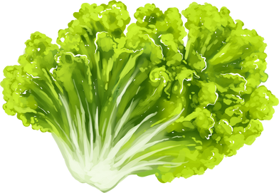 Lettuce illustration